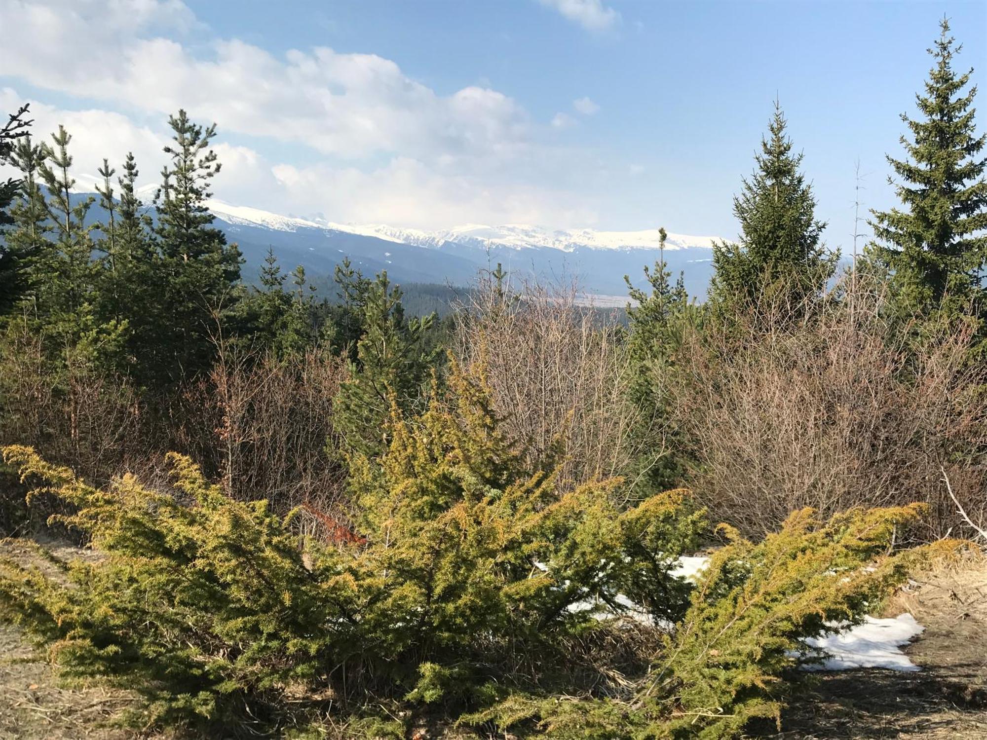 Borovets Hills Apartments - Evergreen Suite Exterior foto